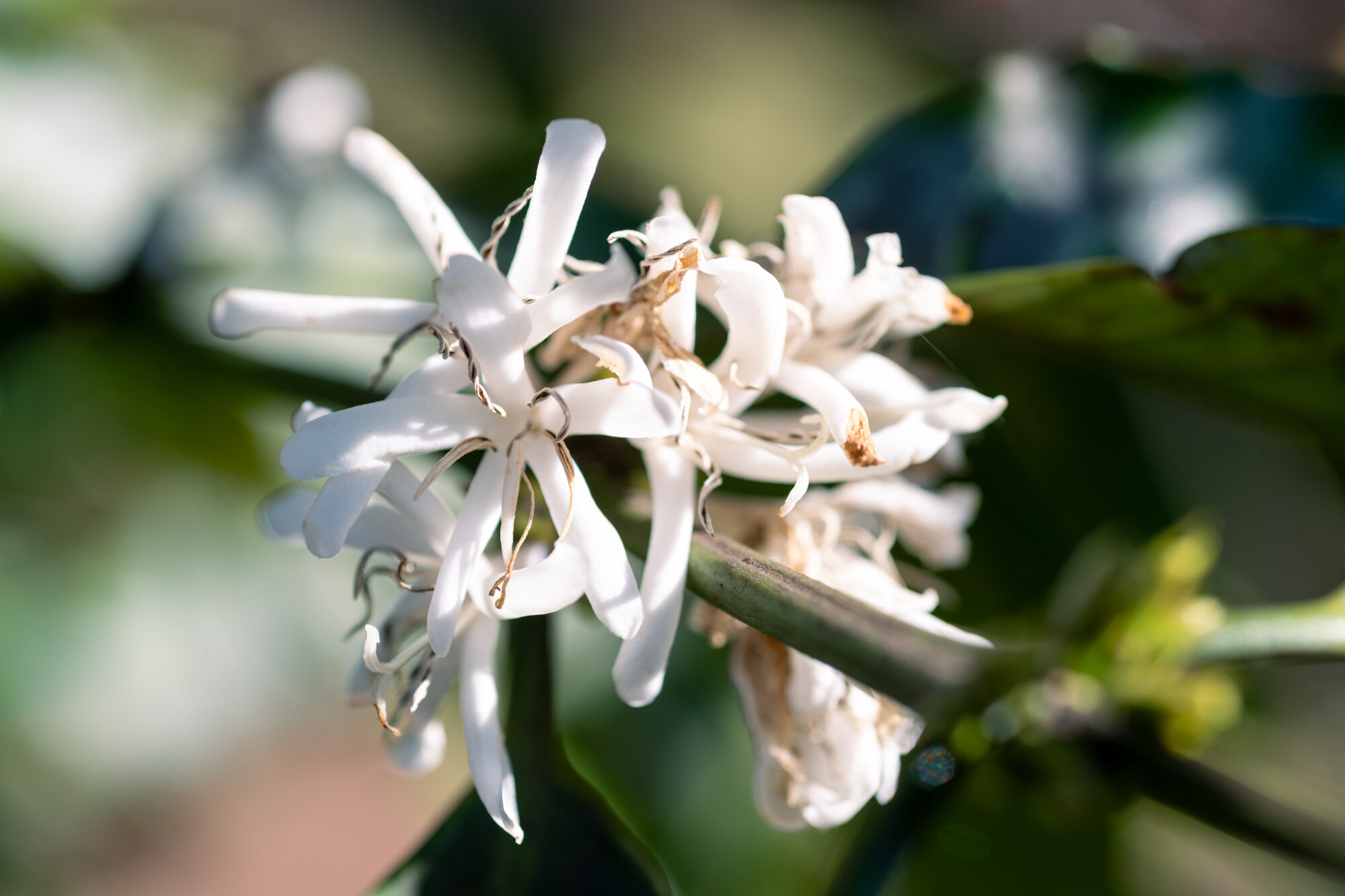 ９_Canephora-4713.jpg